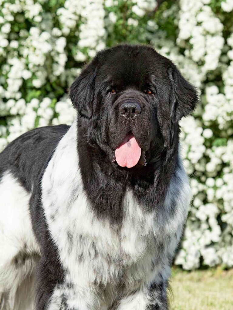 Landseer Newfoundland