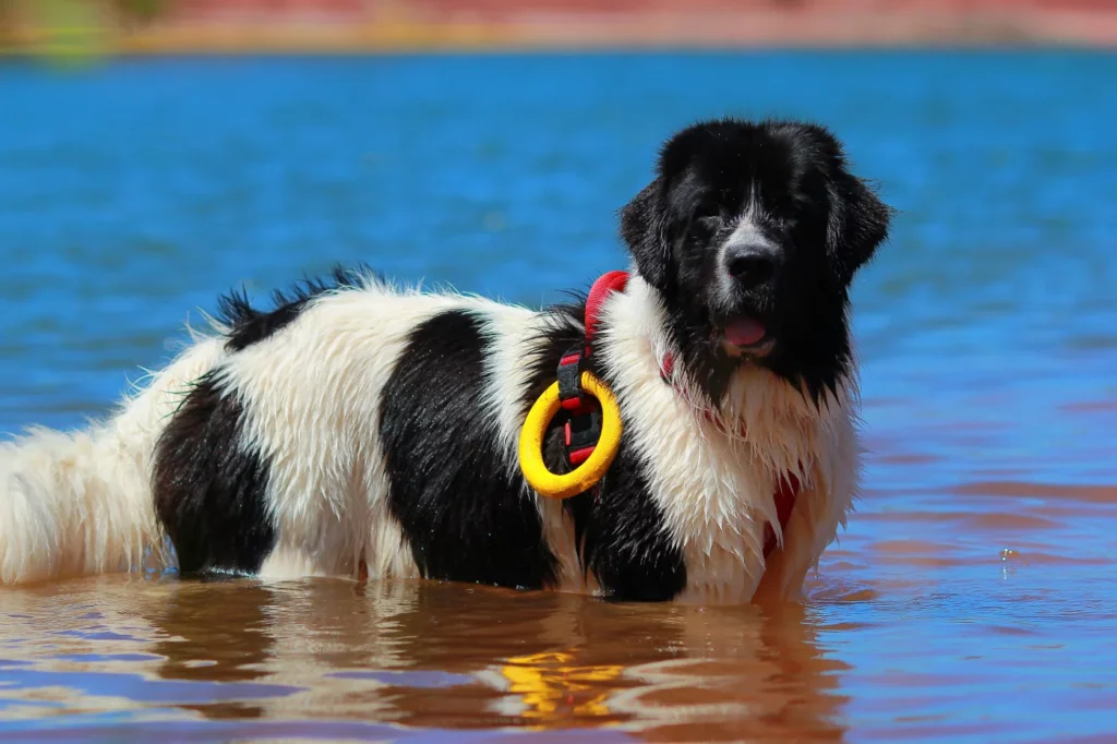 Landseer Cover