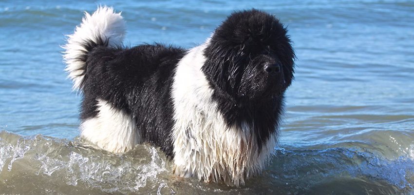 Landseer Newfoundland In Water