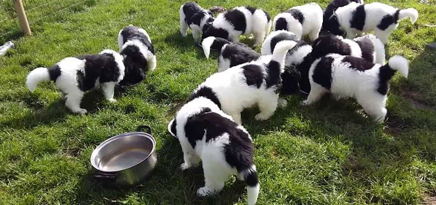 Landseer Puppies