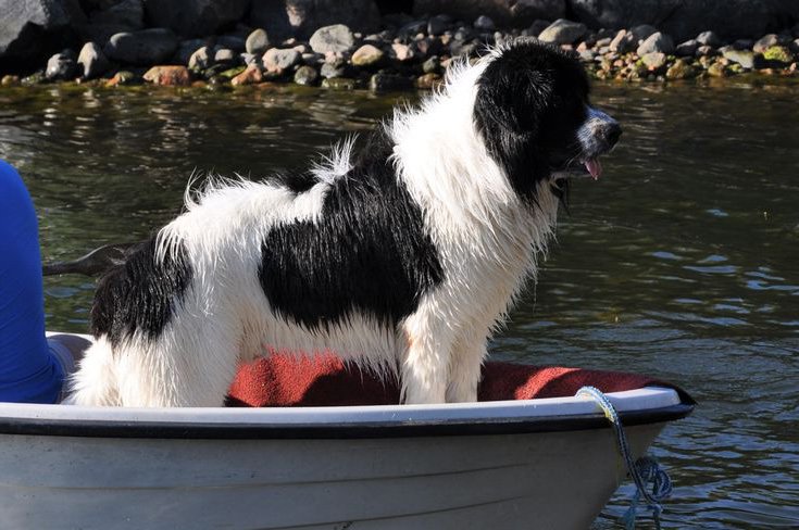 Landseer Water Resue