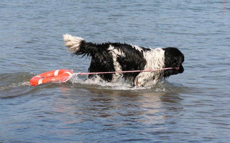 Landseer Water Rescue