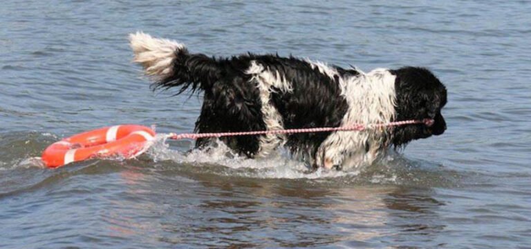 Newfoundland Dogs: Masters of Water Rescue and Lifesaving Feats