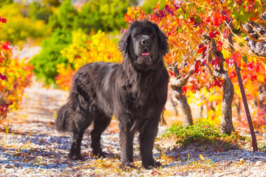 Newfoundland in the Fall