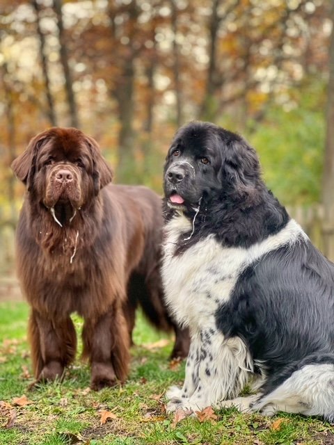 Newfoundland and Landseer