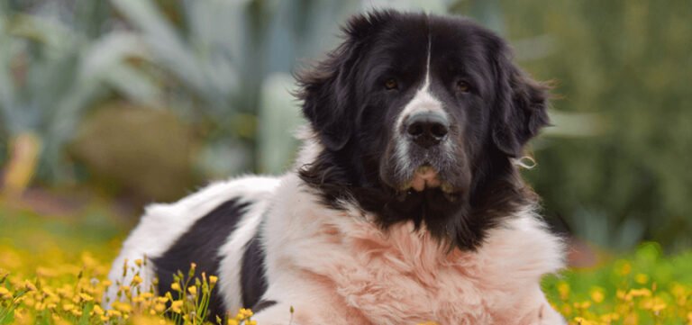 Searching for Foundational Newfoundlands: Building a Strong Future for Landseer and Traditional Lines