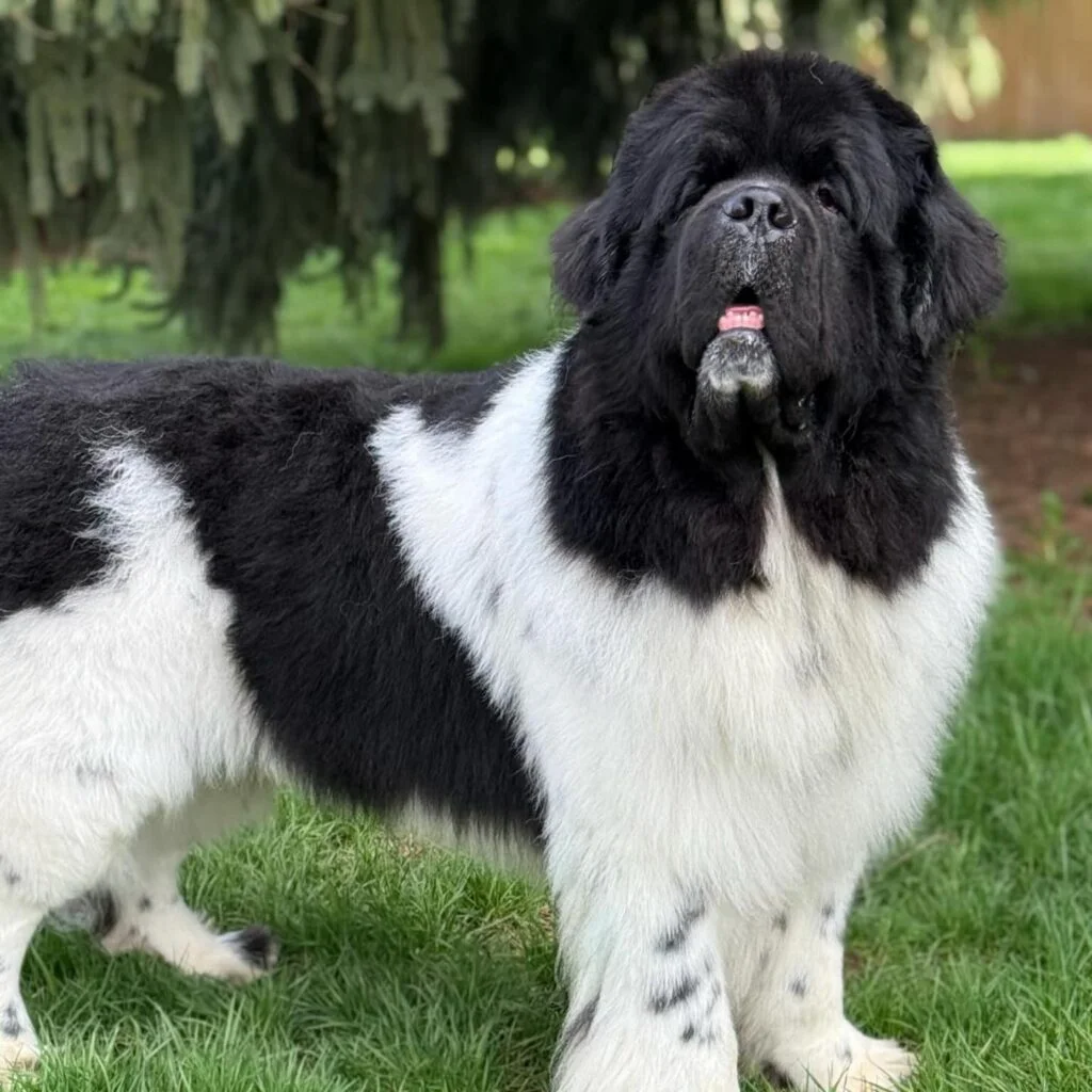 Newfoundland Breeder