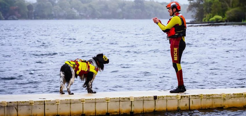 Introducing Your Newfoundland Puppy to Water Rescue Training: Building Confidence, Skills, and Trust