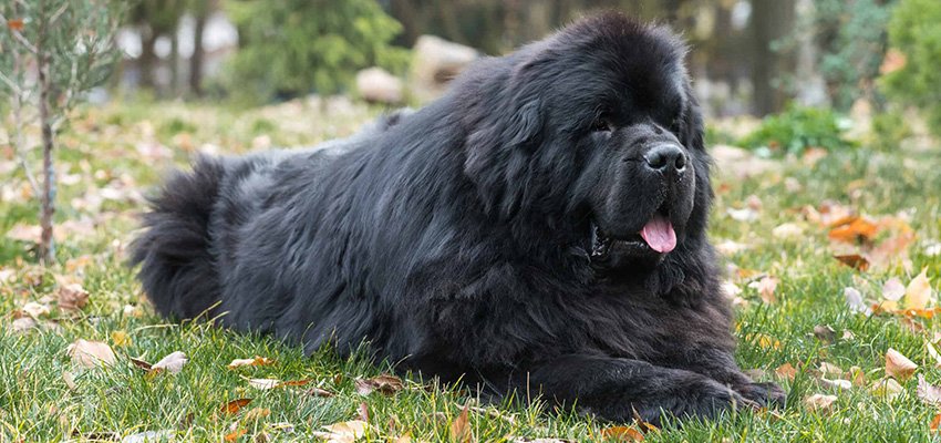 Nourishing Giants: The Ultimate Guide to Newfoundland Health and Nutrition