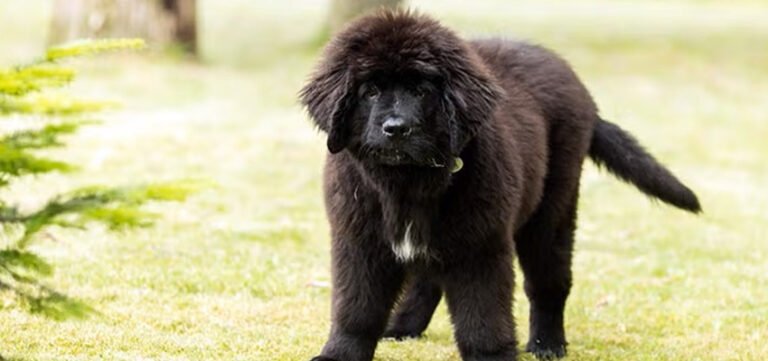 Nurturing Your Newfoundland Puppy: A Complete Guide to Early Care and Development