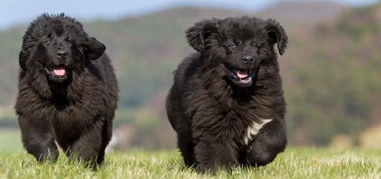 Training and Socialization for Your Newfoundland Puppy: Building Confidence, Manners, and Lifelong Stability