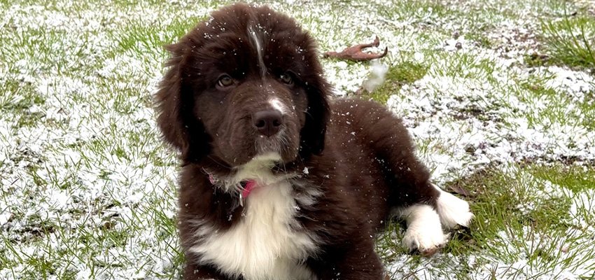 Understanding Your Newfoundland Puppy’s First Year: A Complete Guide for New Owners
