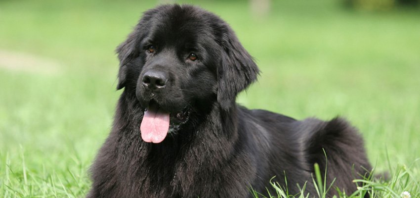 Why Newfoundlands Are the Ultimate Family Companions